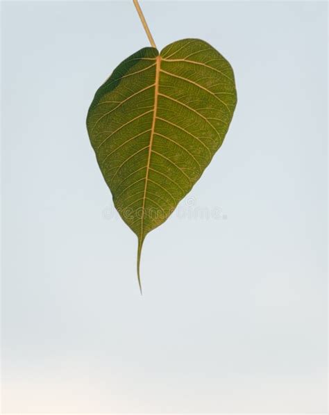 A Leaf of Banyan Tree Isolated on White Background Stock Photo - Image ...