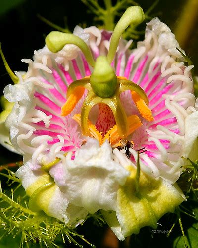 Bunga Letup Letup Passiflora Foetida Azman Musa Flickr