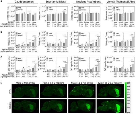 Preformed α‐synuclein Fibril Injections In The Obaon Increase The