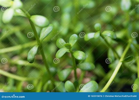 Leaves of Brahmi Herb, Bacopa Monnieri Stock Photo - Image of bacopa ...