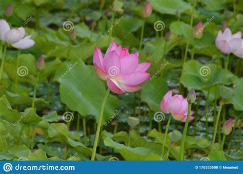 Lotus Flower Nelumbo Nucifera Known By A Number Of Names Including