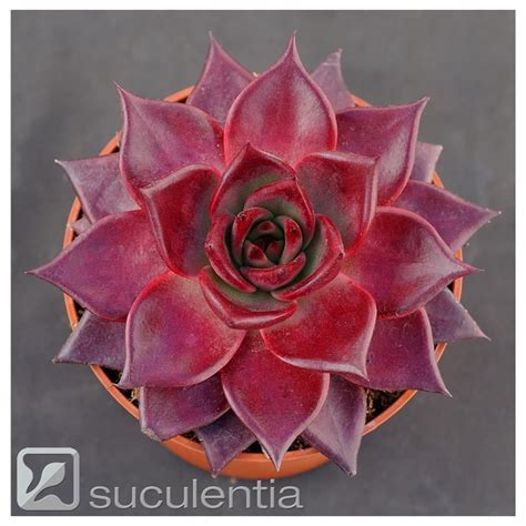 Echeveria Agavoides Romeo Rubin Suculentas Echeveria Plantas Crasas