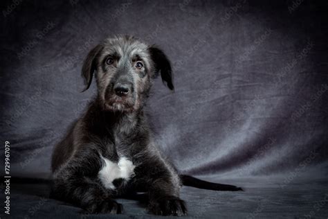 Cute Female Puppy Of Purebred Irish Wolfhound Irish Breed Of Large