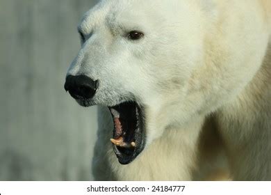 1,911 Polar bear teeth Images, Stock Photos & Vectors | Shutterstock