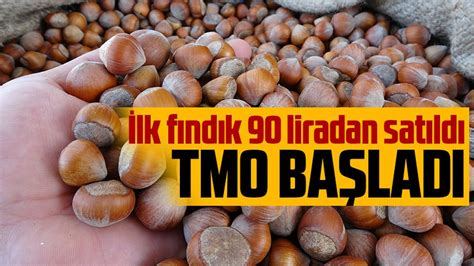 TMO Orduda fındık alımlarına başladı Taka Gazete Trabzon Haber