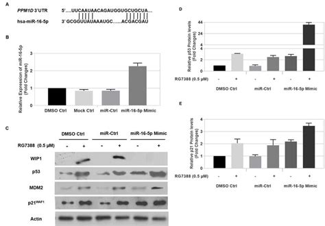 MiR 16 5p Suppresses WIP1 Expression Affects P53 Stabilization And Its