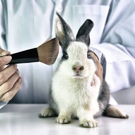 Aprovada proibição de uso de animais em testes para cosméticos Portal