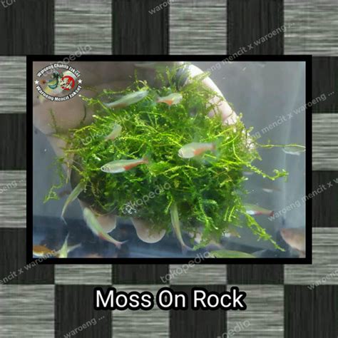 Jual Moss Full Air Media Batu Kali Tanaman Hias Aquascape Jakarta