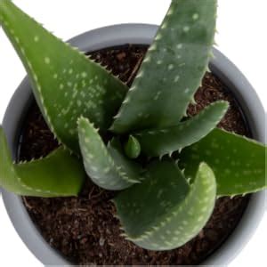 Amazon Costa Farms Aloe Vera Plant Live Succulent Easy Care