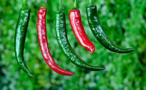 High Yield Hybrid Chilli Varieties In India For Rabi Kharif Winter