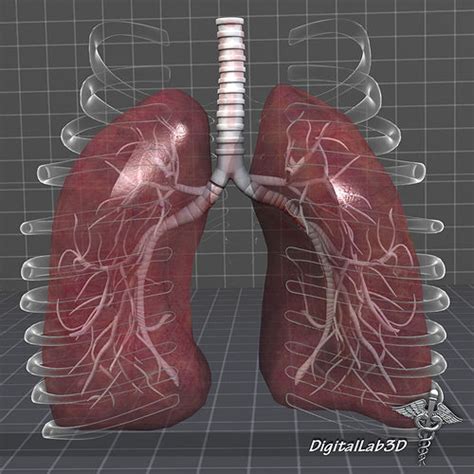 Lungs Anatomy 3d Model Cgtrader