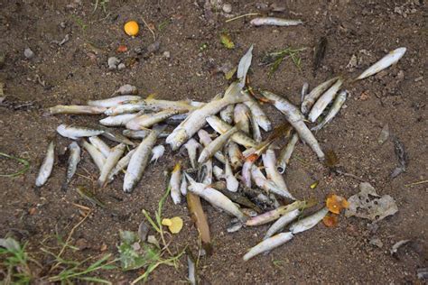 A Saint Bonnet près Riom Puy de Dôme de nouveaux poissons retrouvés