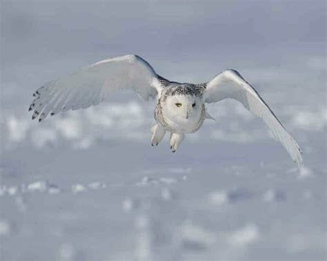 The Rare Albino Owl: FAQs of this Beautiful Bird! [4 Images]