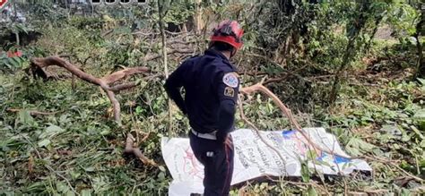 Hombre murió tras caerle rama de árbol Chapin TV