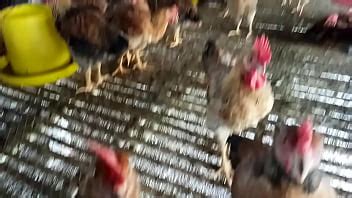 Bày gà con XVIDEOS