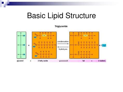 Ppt The Molecules Of Cells Powerpoint Presentation Free Download Id 1441763