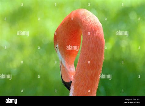Caribbean Flamingo Head Stock Photo Alamy