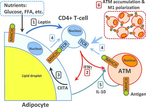 Model Of Adipose Tissue Cell Interactions During Hfd Induced