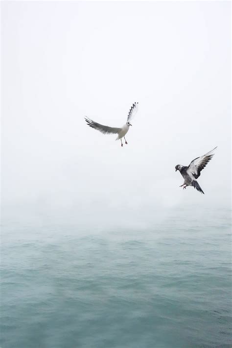 Free Images Sea Nature Wing Seabird Fly Vehicle Gull Flight