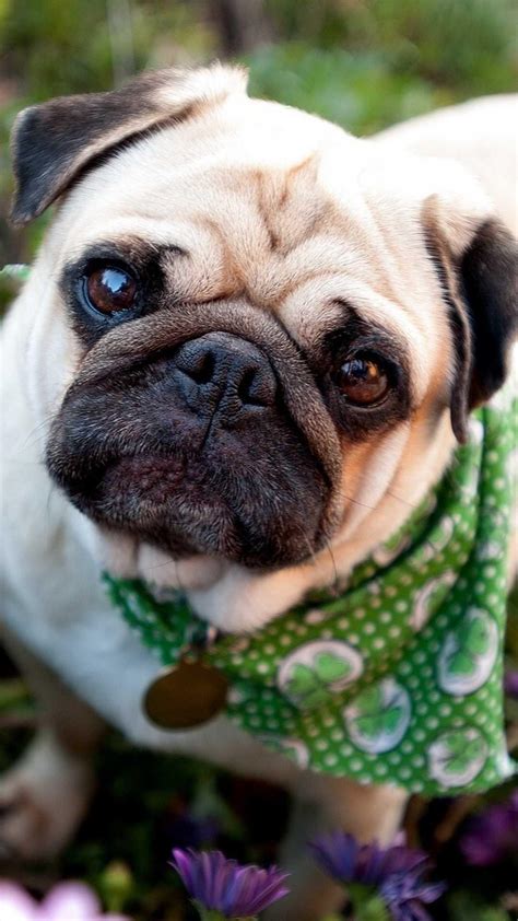 Android용 Pug Wallpaper Hd And 4k Backgrounds Apk 다운로드