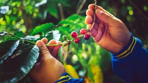 Récolte Des Baies De Café Par Les Mains De Lagriculteur Grains De Café