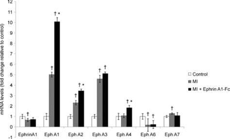 Altered Gene Expression Of Ephrina And Epha Receptors In Response To