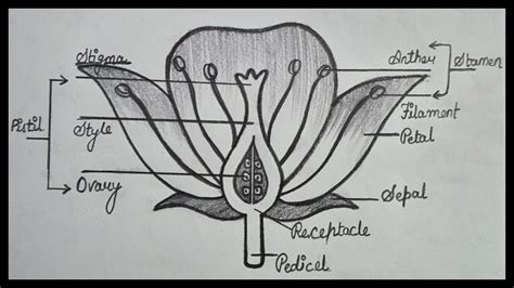 Longitudinal Section Of Flower Diagram Class Bio Draw A