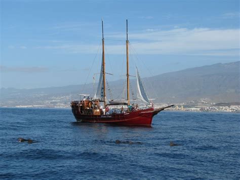 Los Cristianos Excursión en Velero para Avistar Ballenas y Refrescos