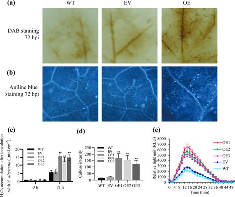 ROS Accumulation And Callose Deposition In Nb Leaves Responding To A