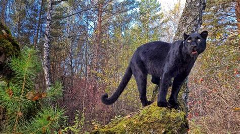 Panther Luna Is A Fan Of Climbing Higher 😈 Youtube