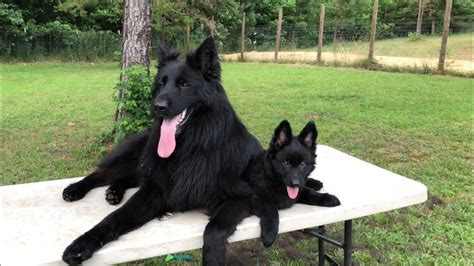 Can A German Shepherd Be All Black
