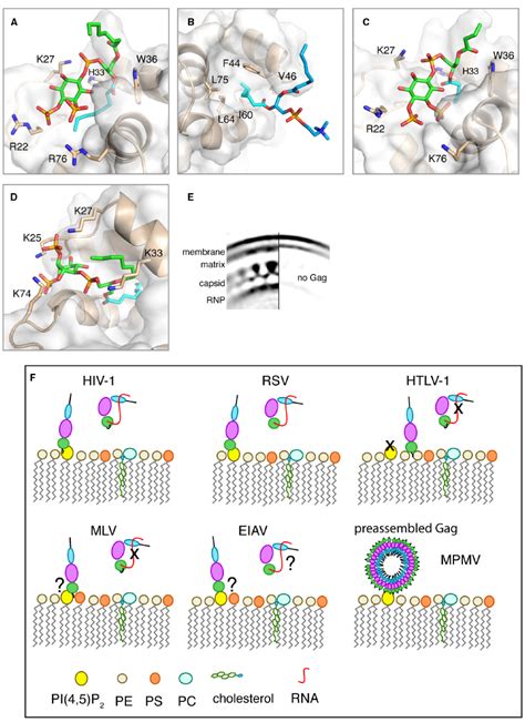 Ad Close Up Views Of Structures Of Hiv Hiv And M Pmv Ma