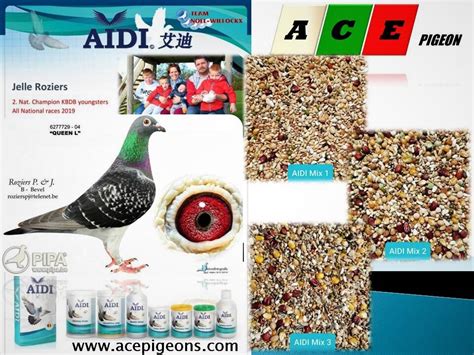 Ace Pigeons Bird Supply Store L Winning Pigeons Prefer Ace L Lowest