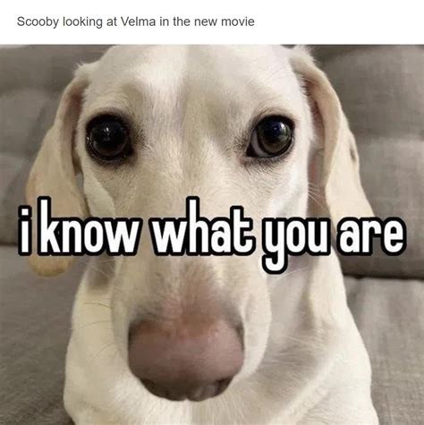 Scooby Looking At Velma In The New Movie I Know What You Are Know