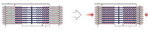 Sliding Filament Theory Diagram Quizlet