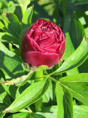 Bouton De Pivoine Rouge Rubra Plena Red Peony Bud Rubr Flickr