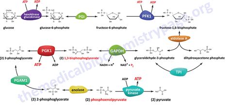 Glycolysis And The Regulation Of Blood Glucose The Medical