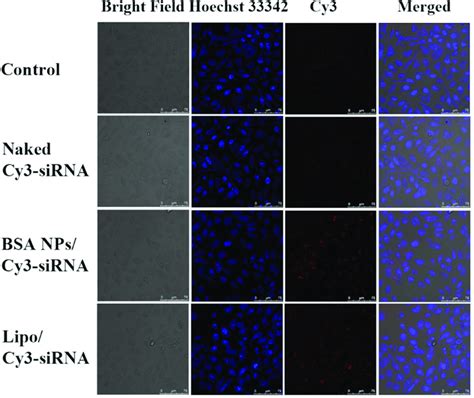 Cellular Uptake Of Bsa Nps Sirna In Mcf Cells The Cells Were Treated