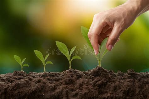 Strategic Growth Person Plants Seeds Cultivating Opportunities Aligned With Vision Stock