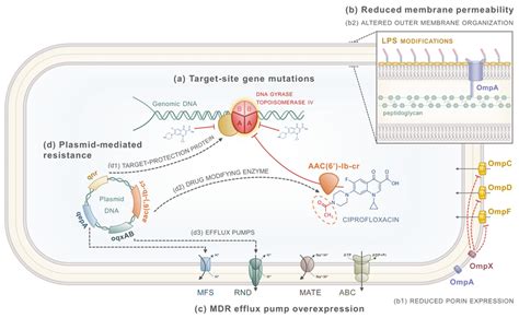 Mechanisms Of Quinolone Resistance A Chromosomal Mutations Within