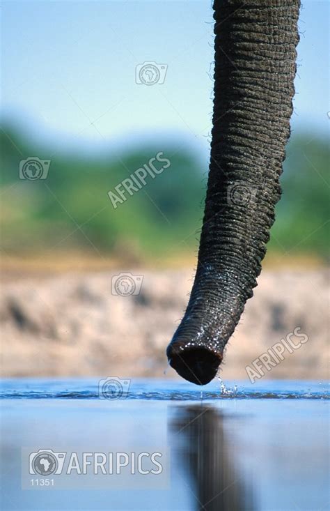 AFRIPICS - Elephant trunk