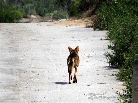 Coyote On The Prowl Coyote Out At Noon On The Fire Road Pr Flickr