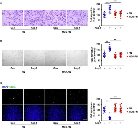 Glycation Of FN Inhibits Ang 1 Induced Cell Migration And Tube