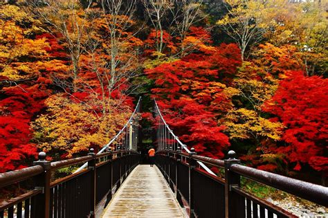 絶景紅葉の撮影スポット！那須塩原温泉「紅の吊り橋」が凄い 栃木県 トラベルジェイピー 旅行ガイド