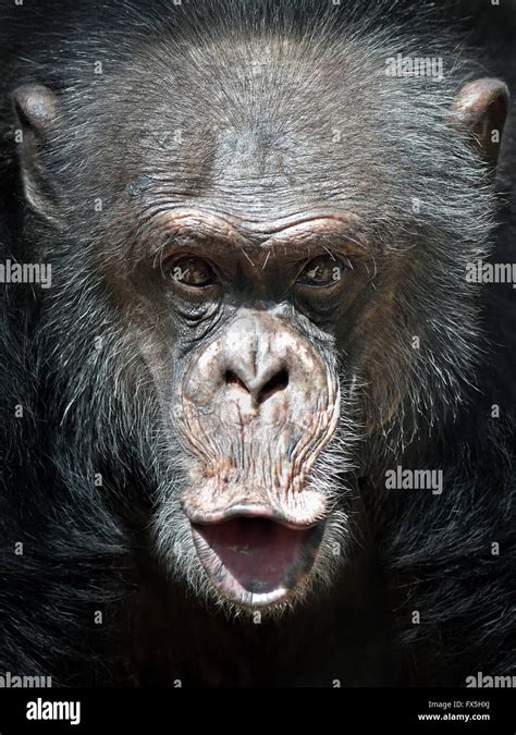 Closeup portrait of the Common Chimpanzee with eye contact Stock Photo - Alamy