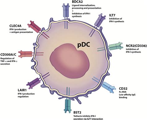 Plasmacytoid Dendritic Cell In Immunity And Cancer Journal Of