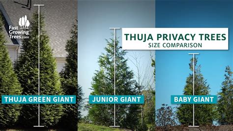 Thuja Giant Arborvitae Tree Height Fast Growing Size, 50% OFF