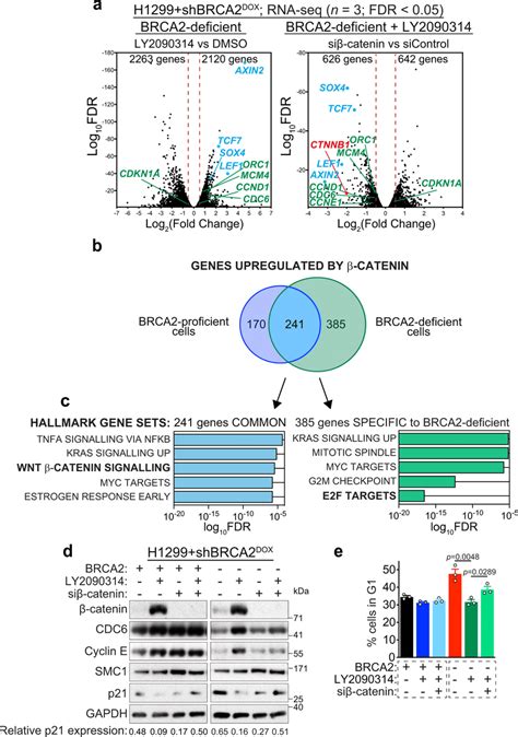 Oncogenic Catenin Deregulates Transcription Of E F Gene Targets And