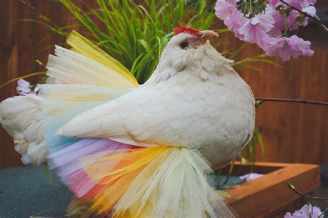 24 fotos de galinhas em tutus encantadoras para você que acha que já