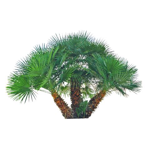 Pygmy Date Palm Rokn Alashjar